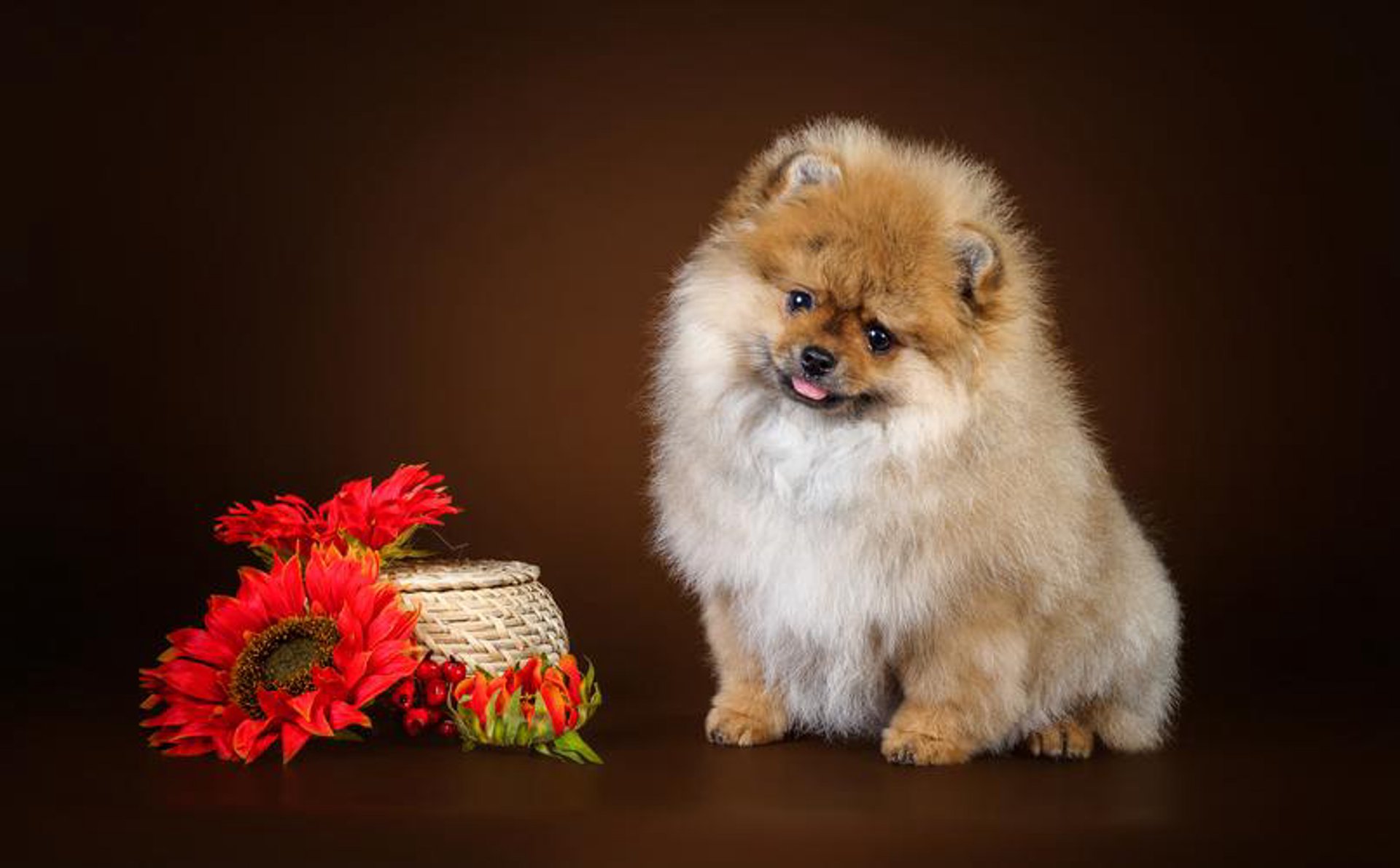 设计犬设计